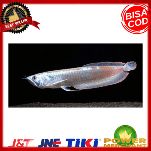 Ikan Arwana Silver Red Brazil