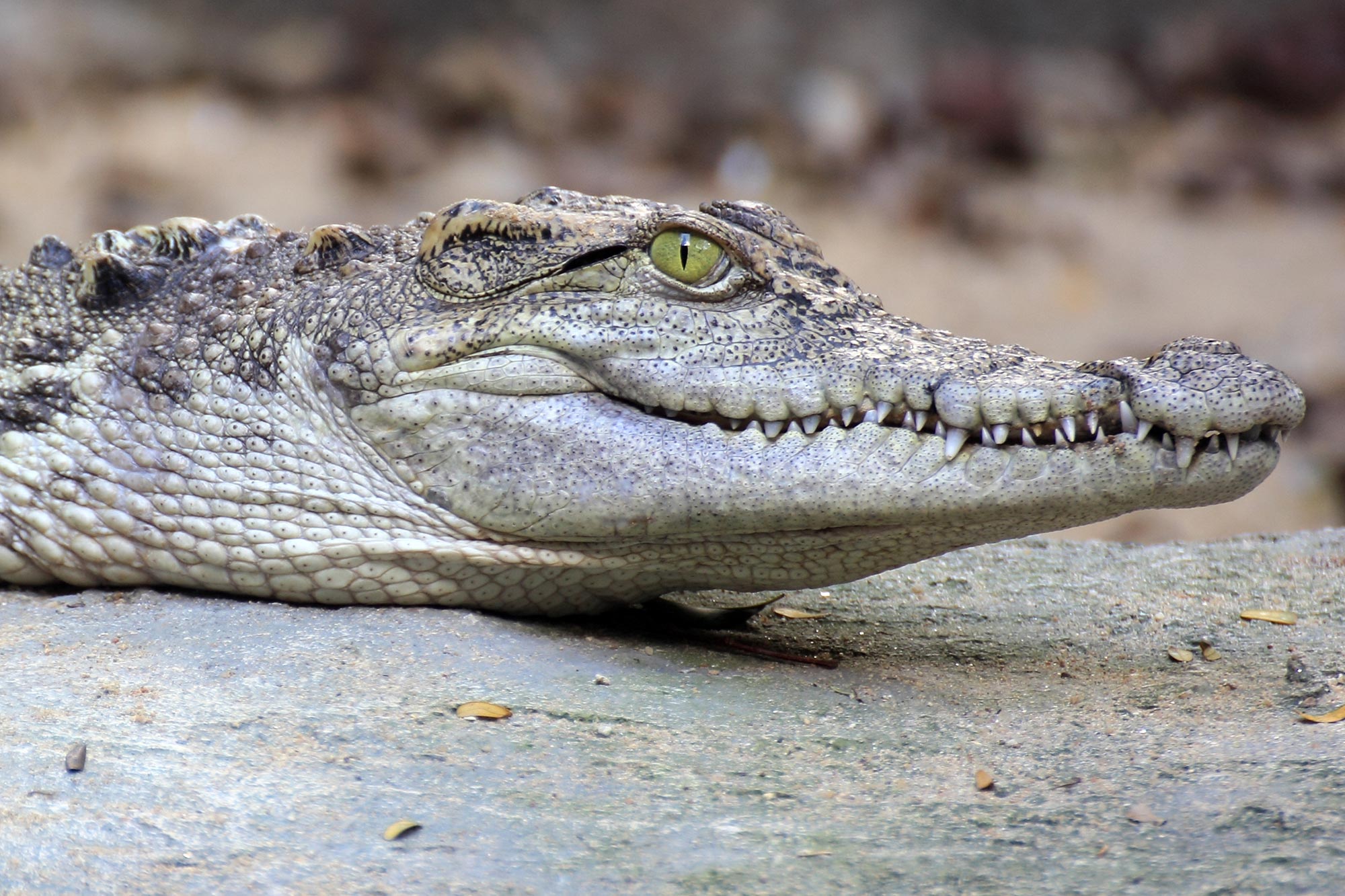 Image Crocodile