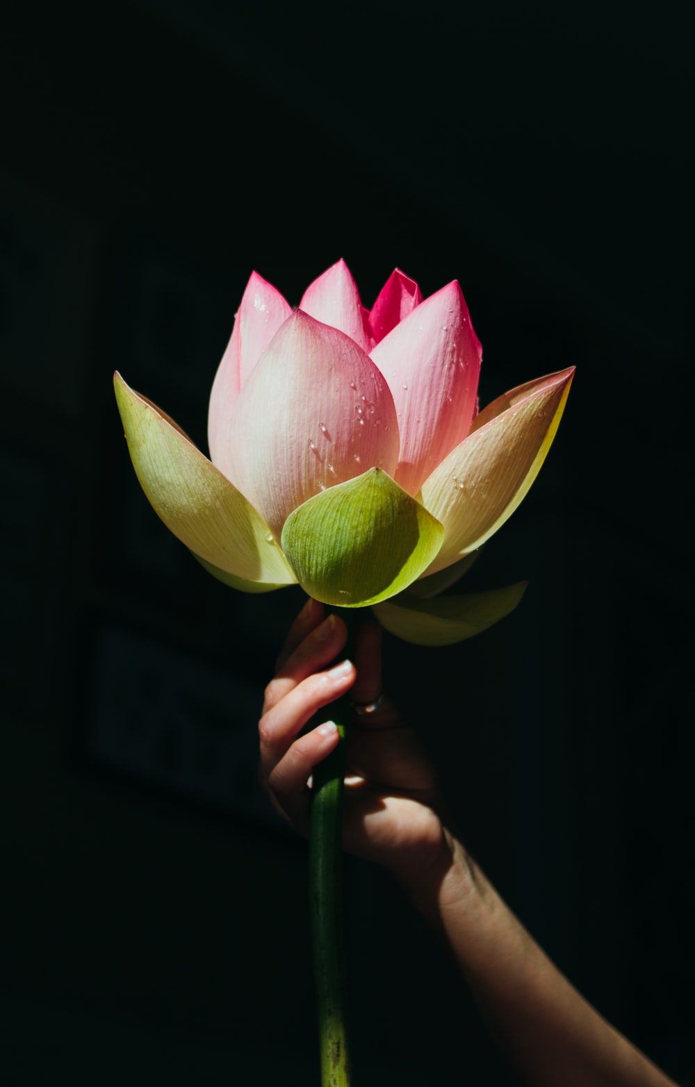 Image Lotus Flower