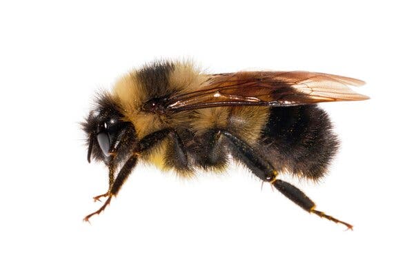 Image Of A Bee