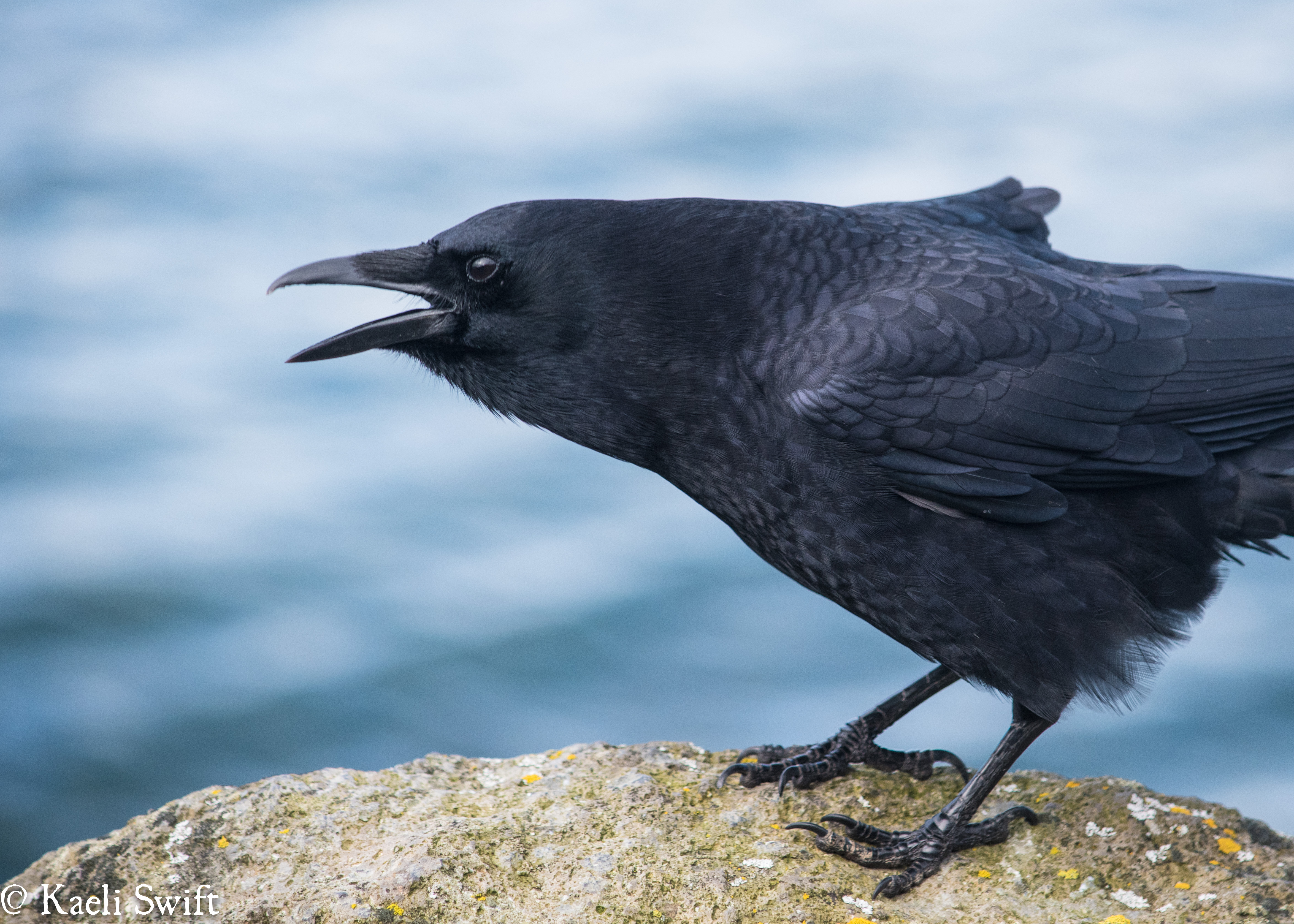 Image Of A Crow