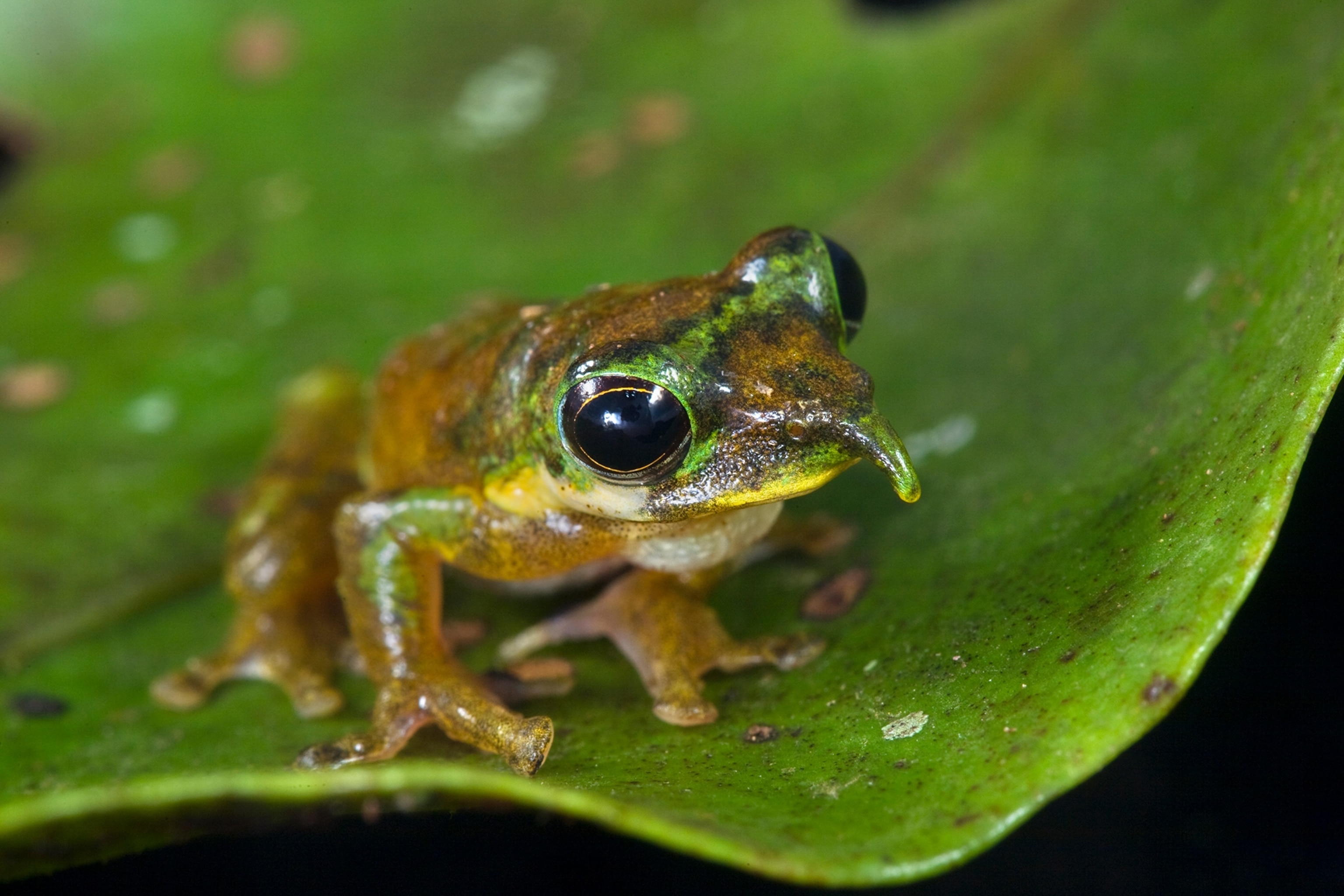 Image Of A Frog