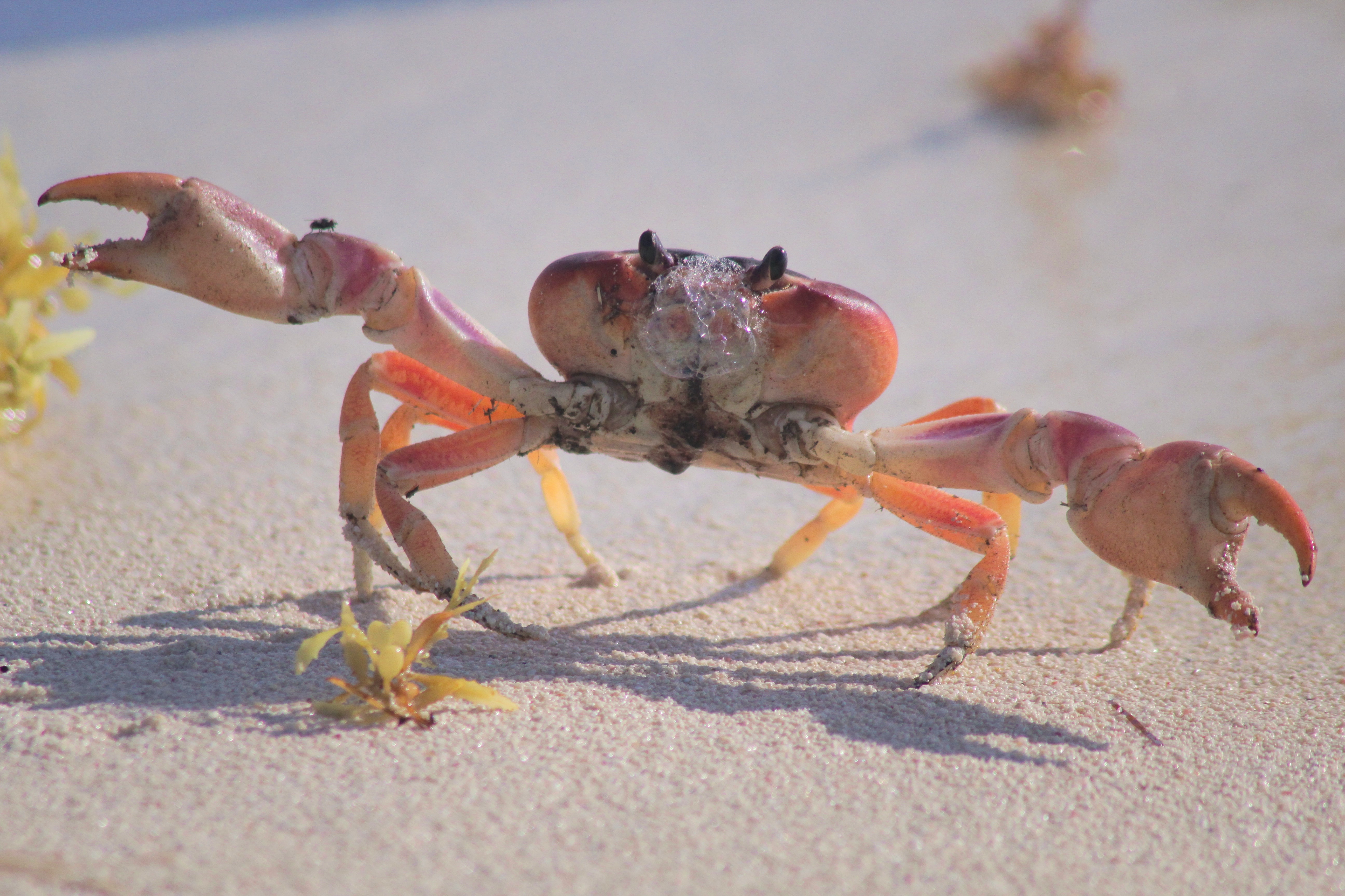 Image Of Crab