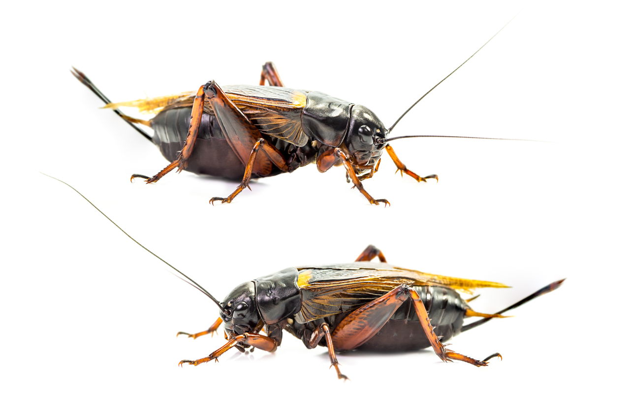 Image Of Crickets Chirping