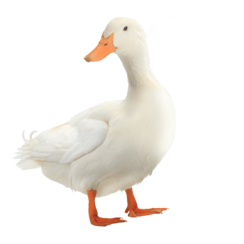 Image Of Duck