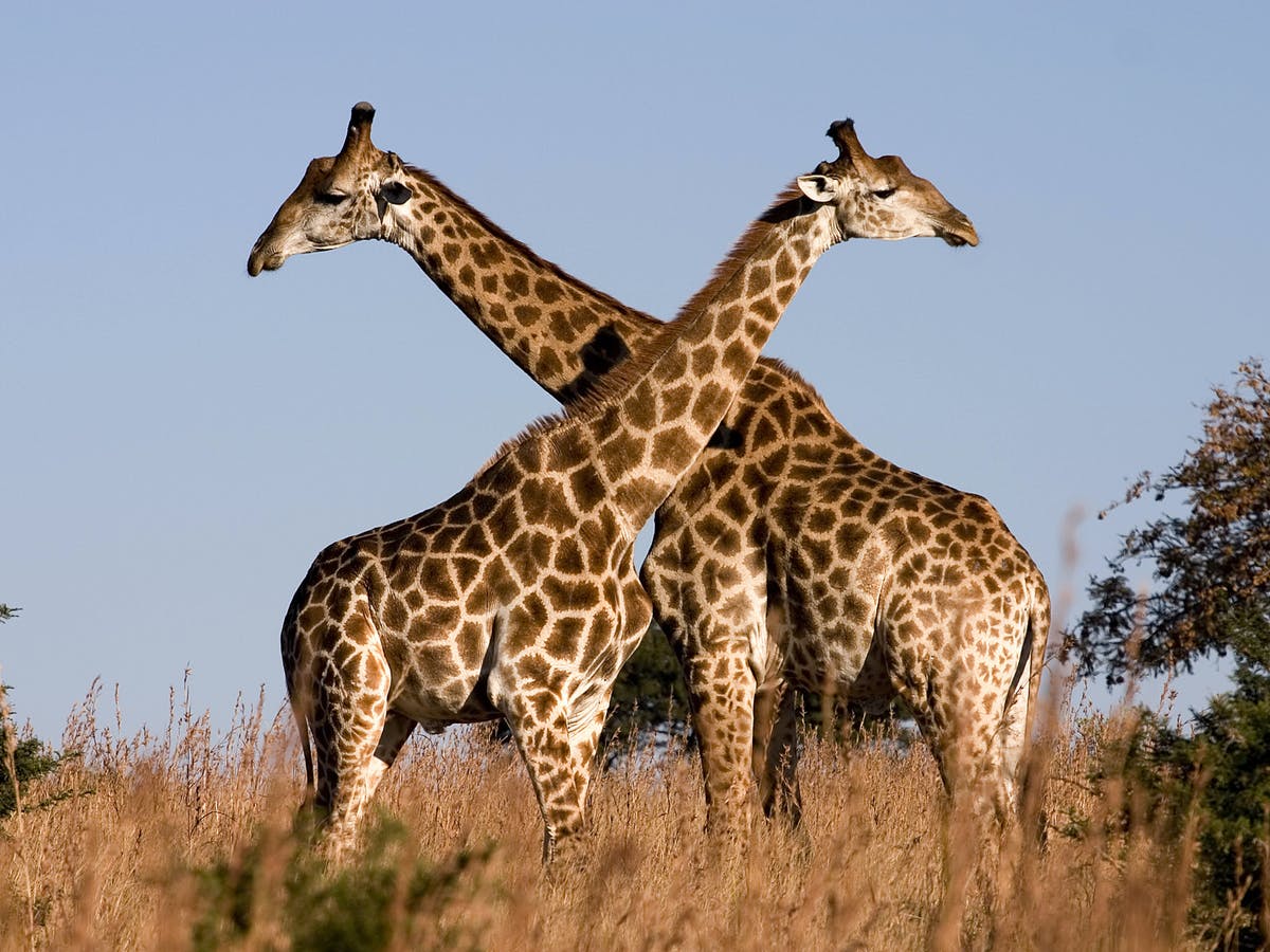 Image Of Giraffe