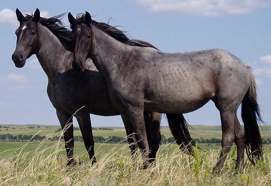 Image Of Horses