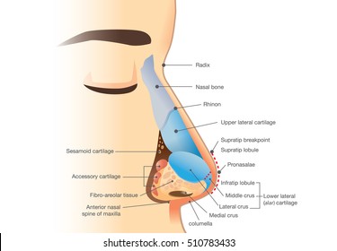 Image Of Nose