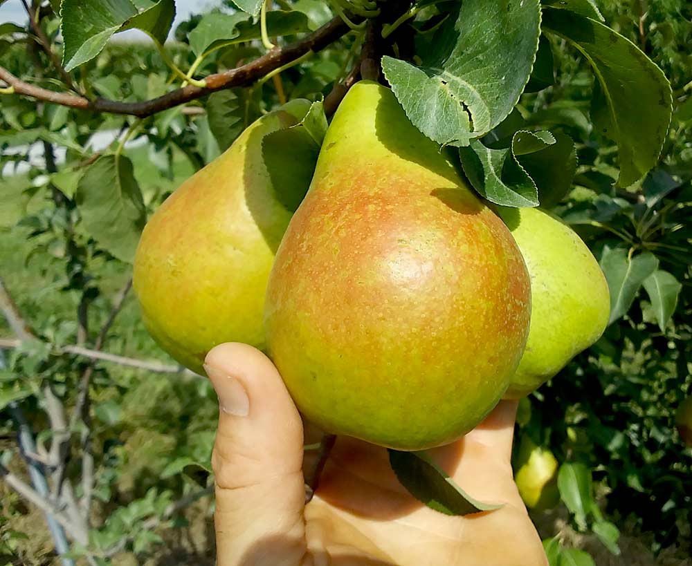 Image Of Pear Fruit
