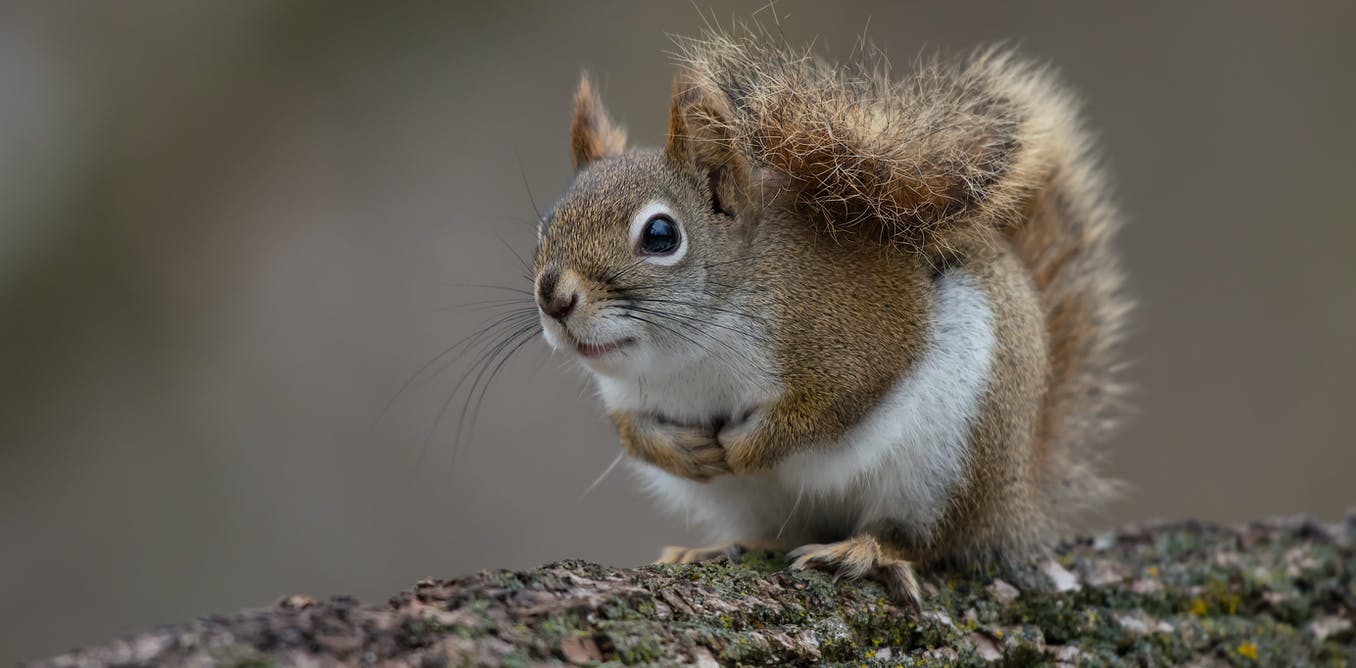 Image Of Squirrel