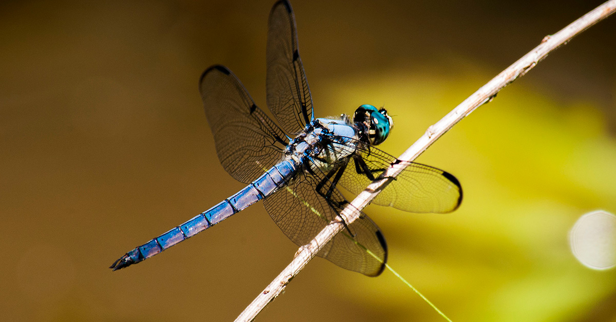 Images Of A Dragonfly