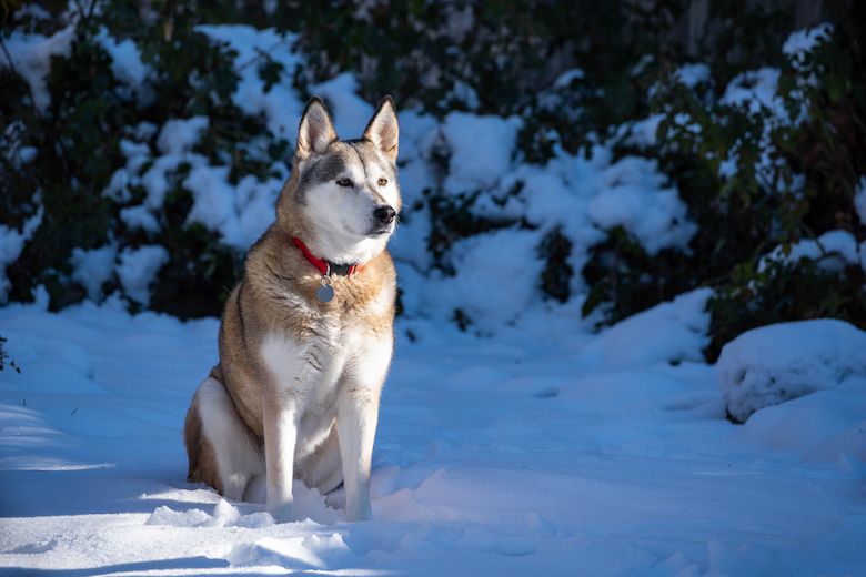 Images Of Alaskan Huskies