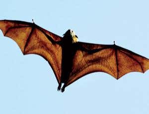 Images Of Bats Flying