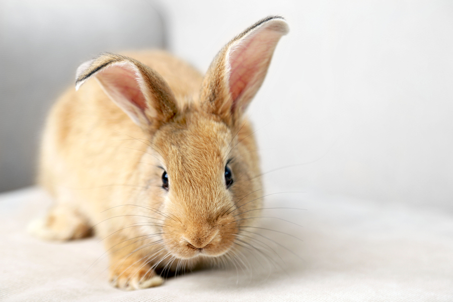 Images Of Bunny Rabbits