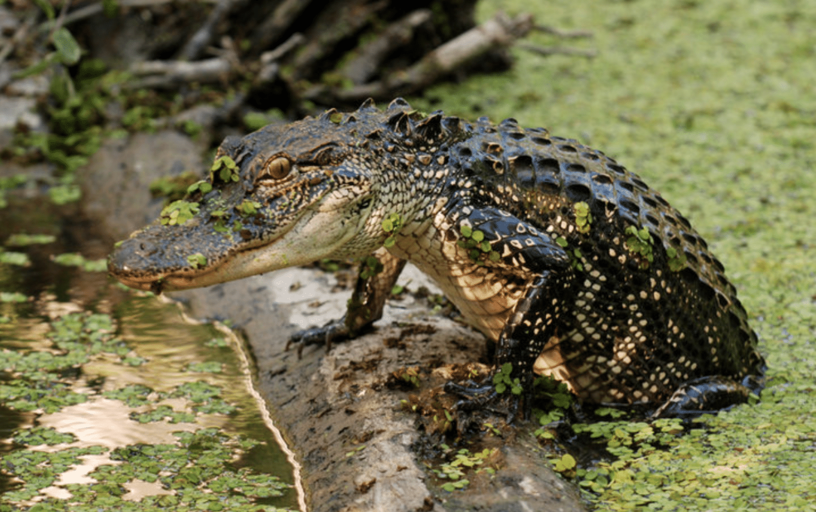 Images Of Crocodiles And Alligators