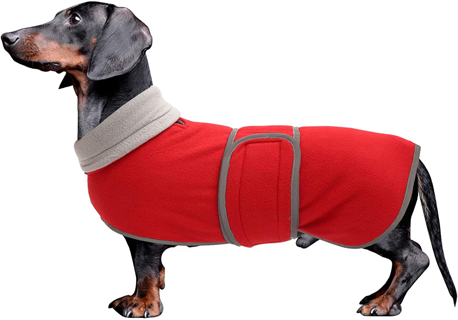 Images Of Dachshunds