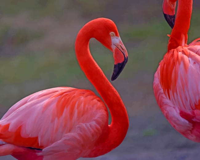 Images Of Flamingo Birds