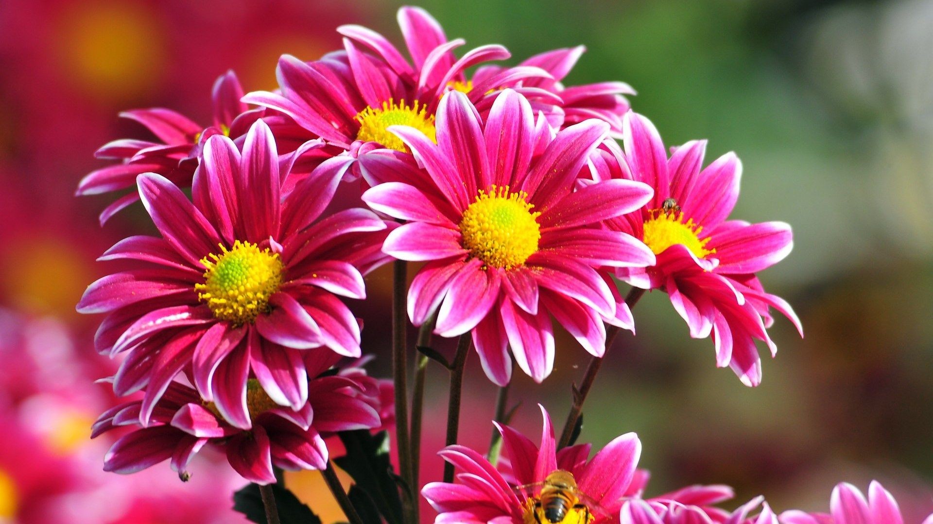 Images Of Flowers Free Download