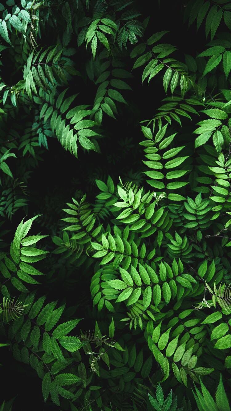Images Of Green Leaves