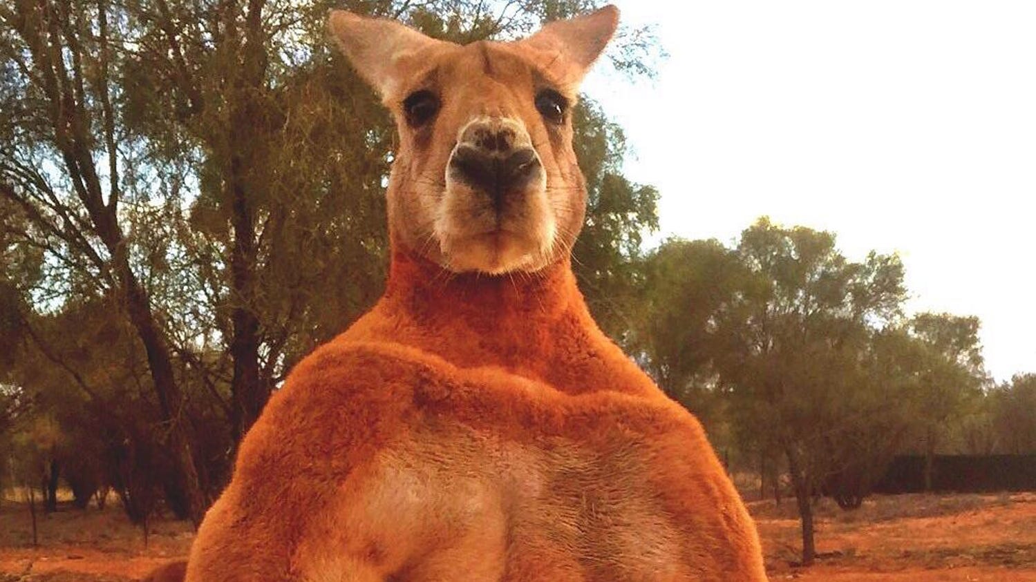 Images Of Kangaroo