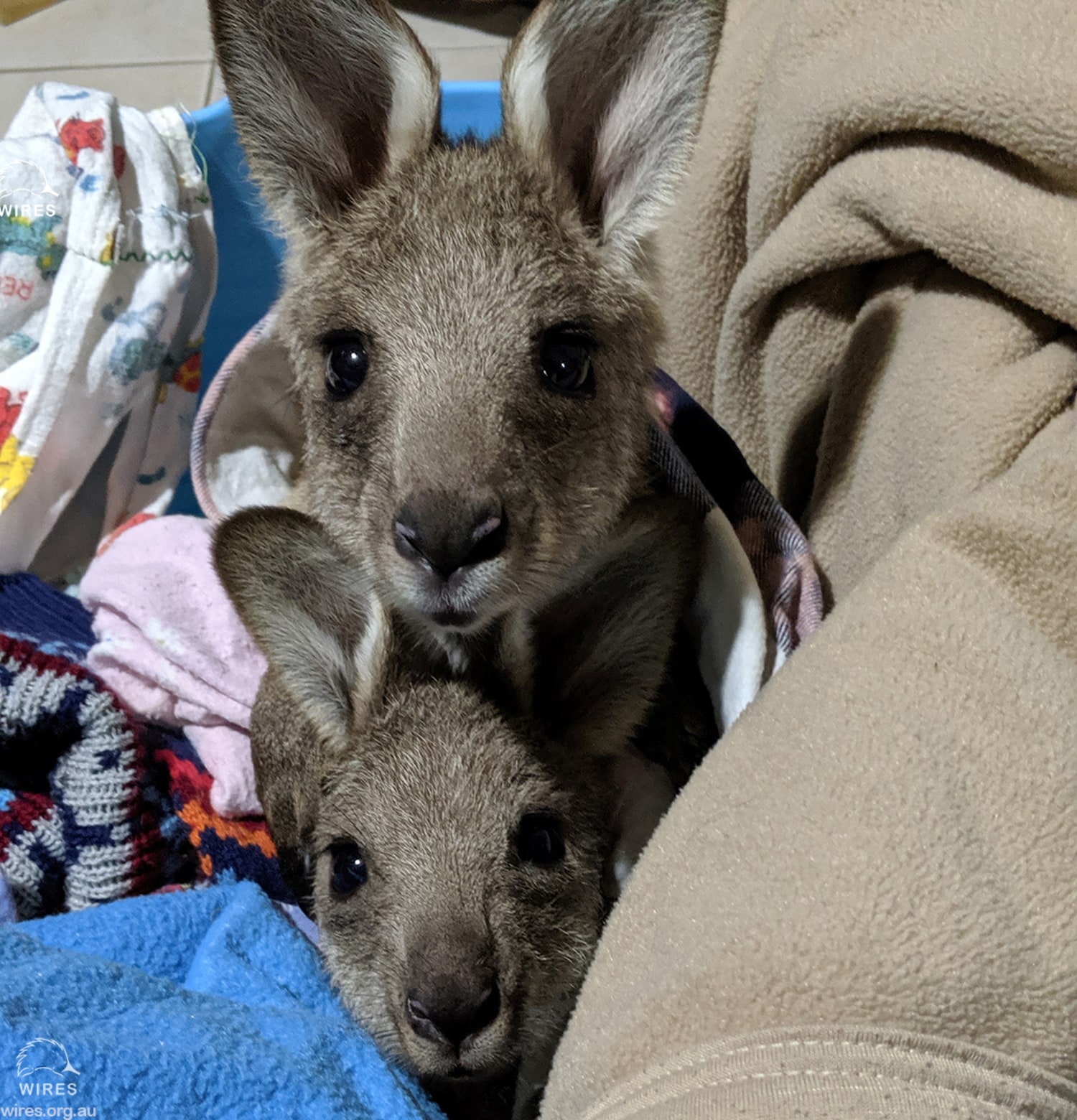Images Of Kangaroos