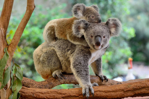Images Of Koala Bears