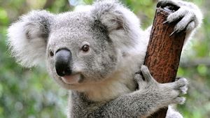 Images Of Koala