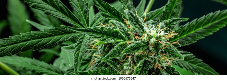 Images Of Marijuana Plant