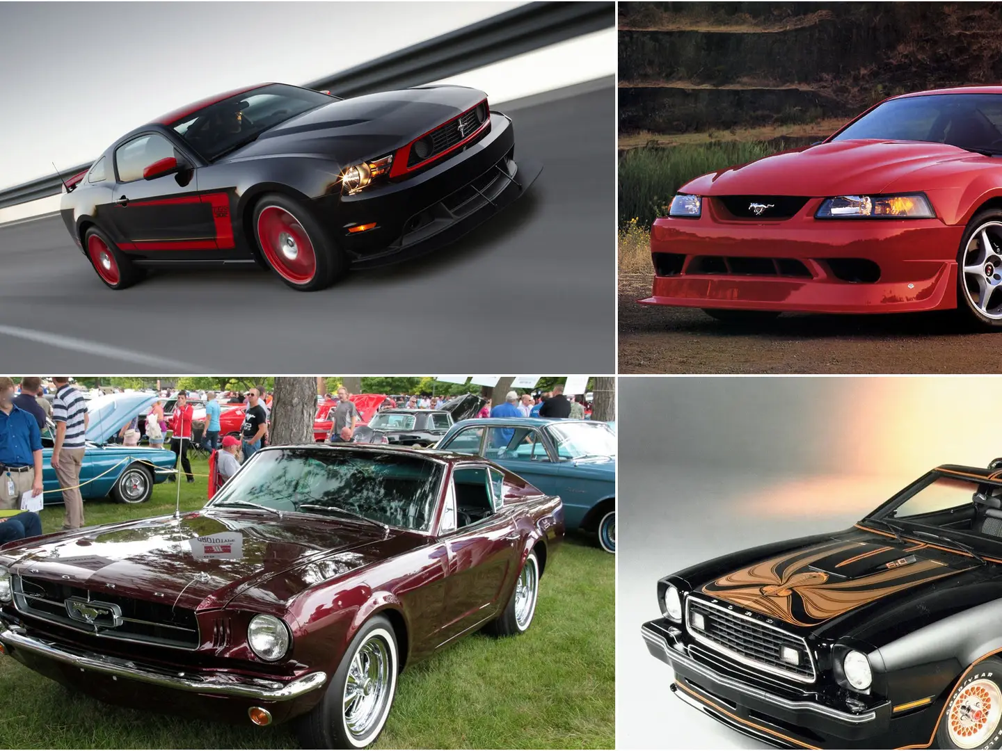 Images Of Mustangs