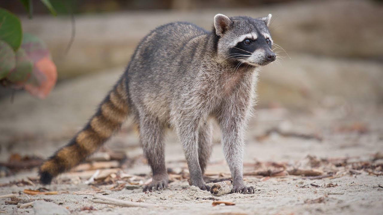 Images Of Racoons
