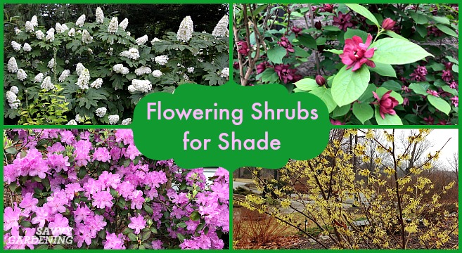 Images Of Shrubs Plants