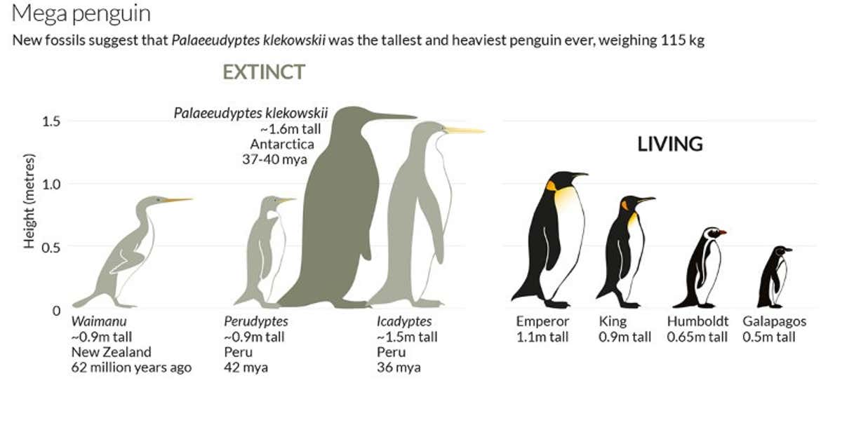 Images Penguins