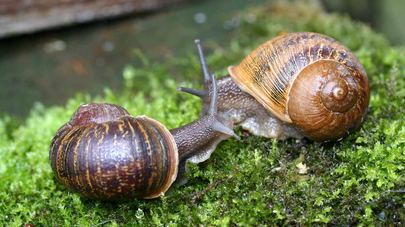 Images Snails