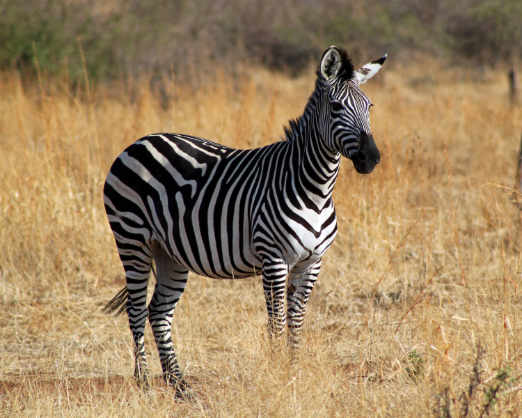 Images Zebra