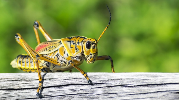 Insects Crickets Pictures