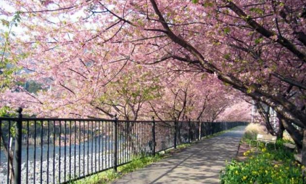 Jadwal Mekar Bunga Sakura Di Cibodas 2019