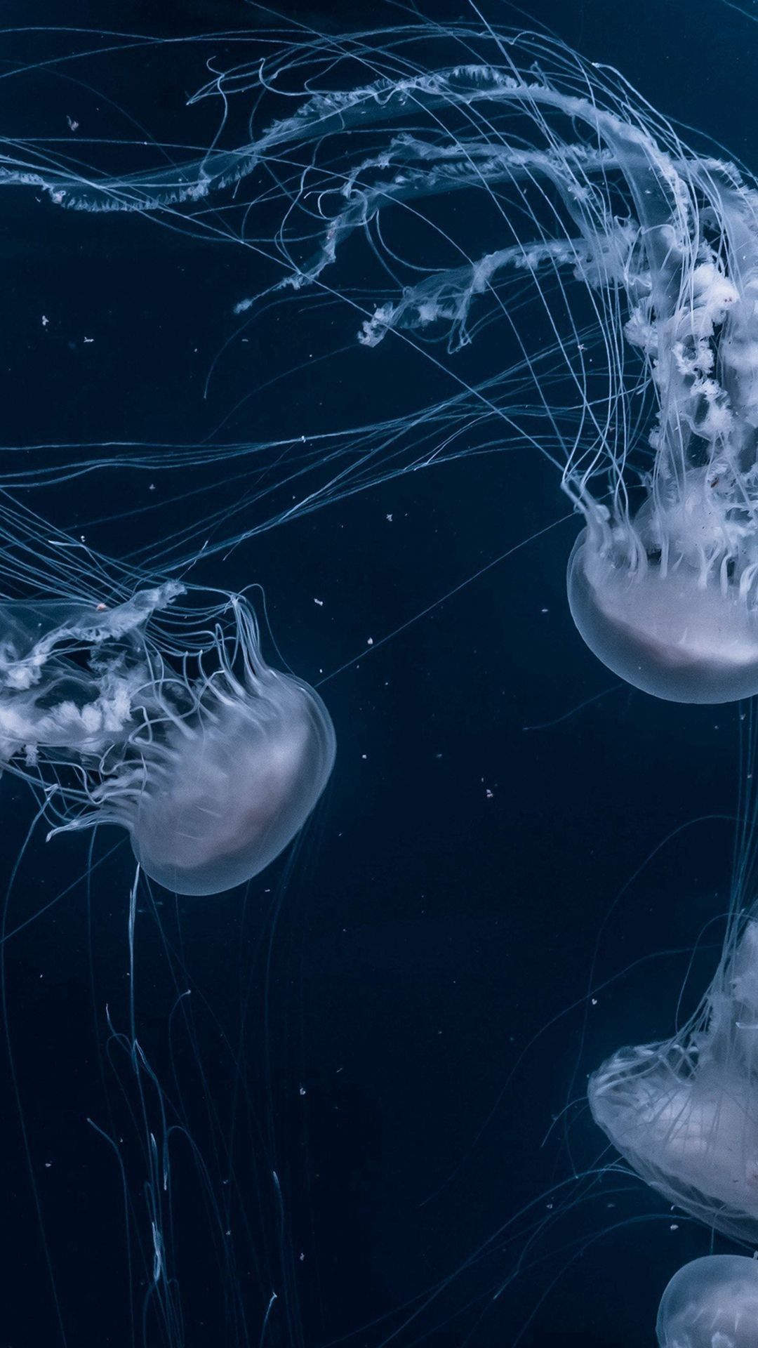 Jellyfish Iphone Wallpaper