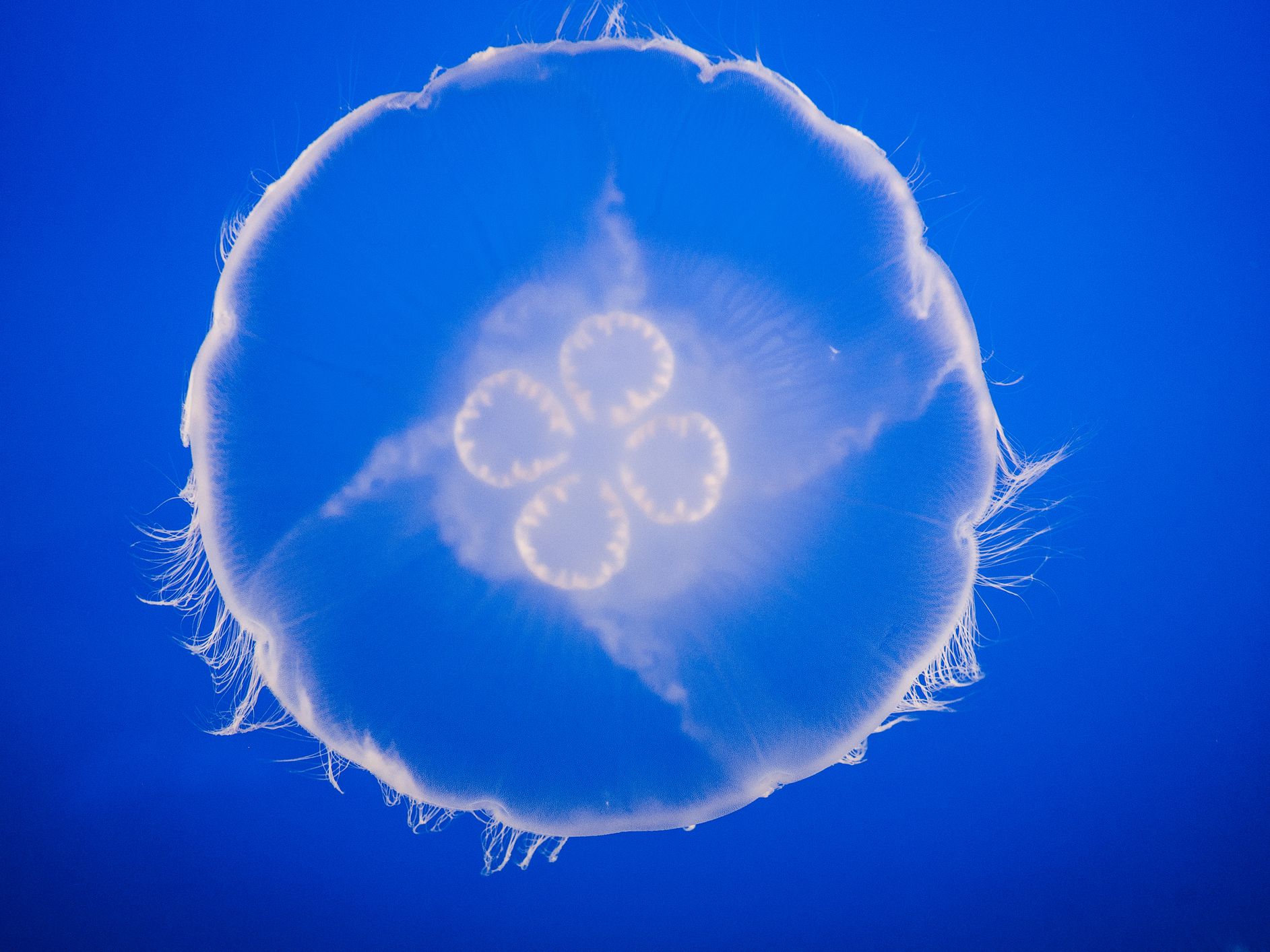 Jellyfish Pic