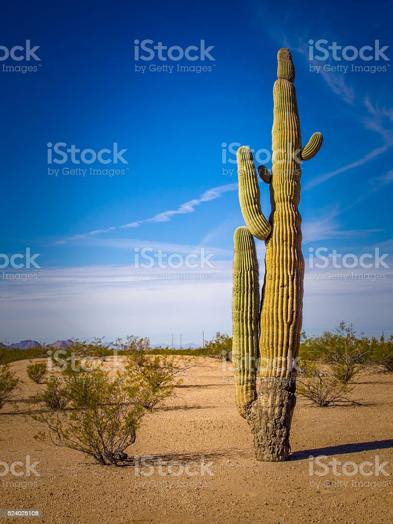 Kaktus Di Gurun