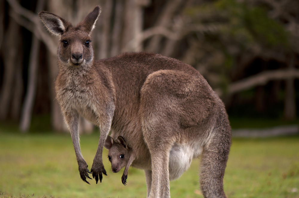 Kangaroo Images