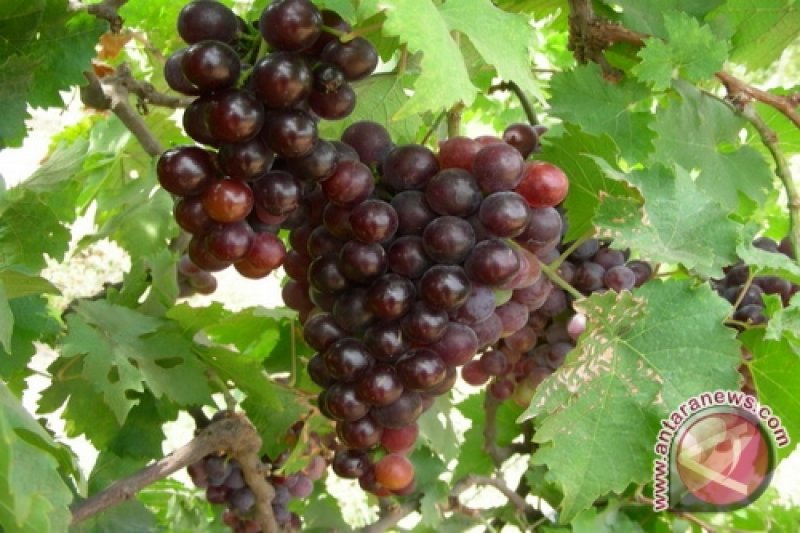Klasifikasi Tumbuhan Anggur