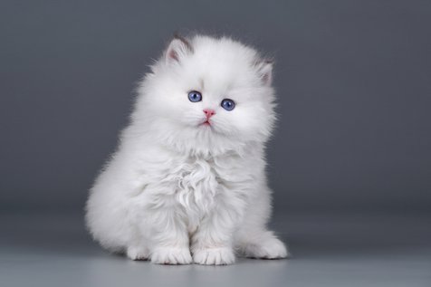 Kucing Anggora Putih Lucu