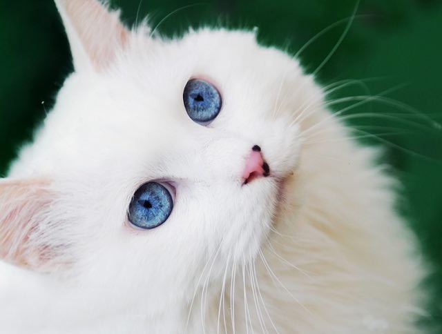 Kucing Anggora Tercantik Di Dunia