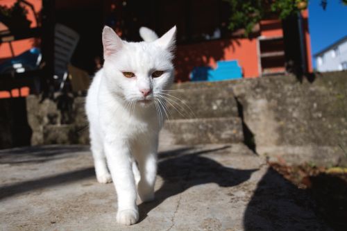 Kucing Kampung Warna Putih