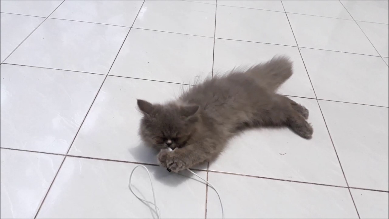 Kucing Long Hair