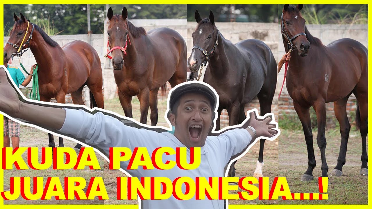 Kuda Terbaik Di Indonesia