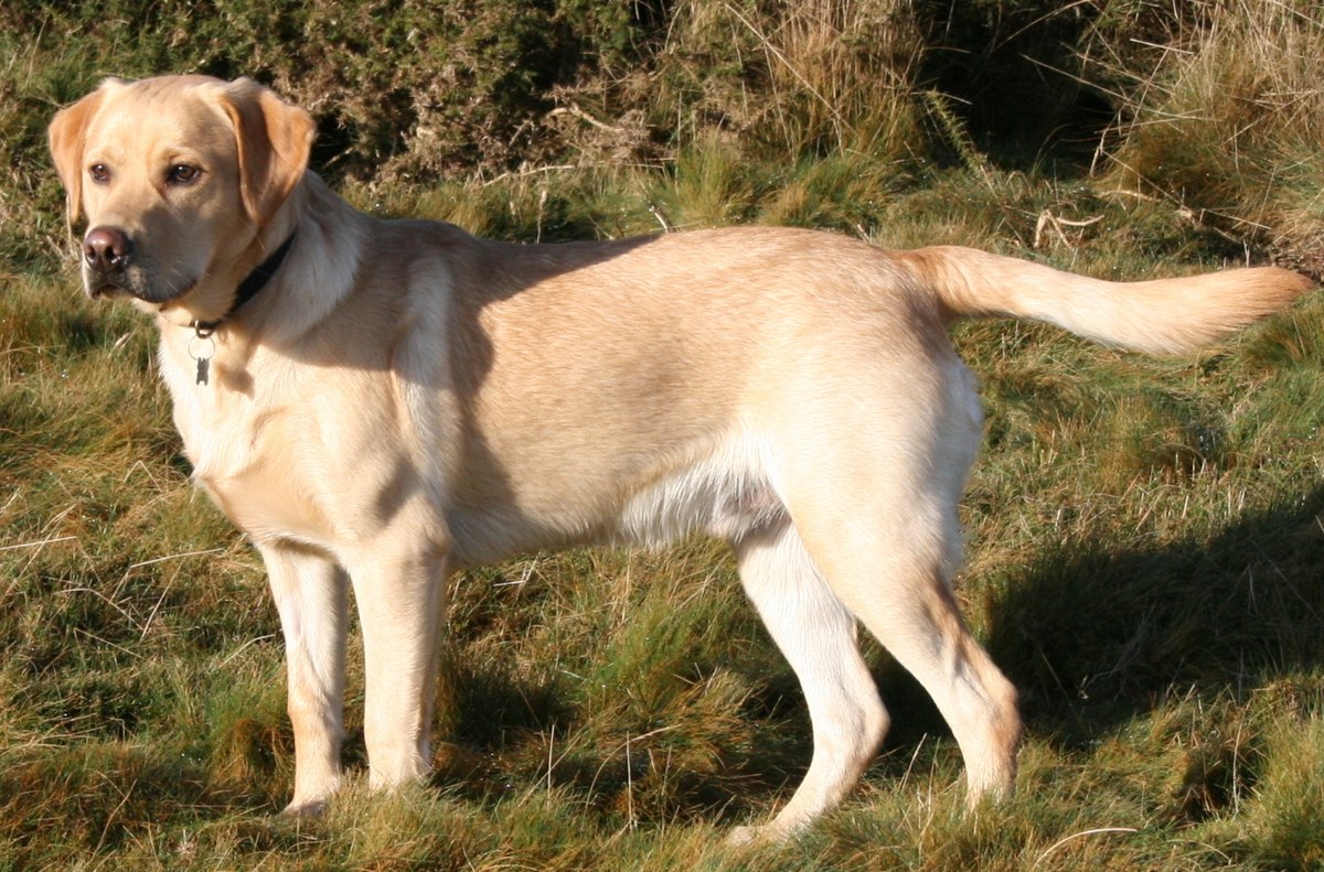 Labrador Dogs Picture