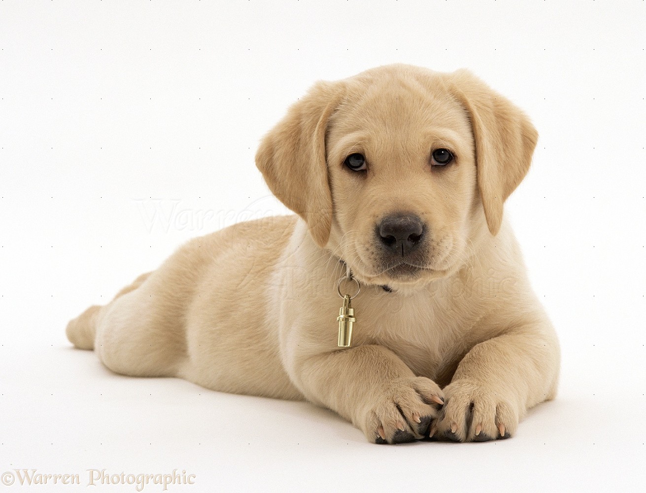 Labrador Puppies Images