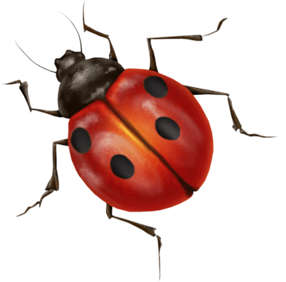 Lady Bug Png