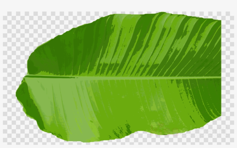 Leaf Png Clipart